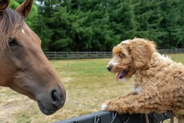 Framed Print : Issaquah, Washington State, USA. 3-month old Aussiedoodle puppy being lifted up to greet a horse. (PR) Framed Print : Issaquah, Washington State, USA. 3-month old Aussiedoodle puppy being lifted up to greet a horse. (PR)