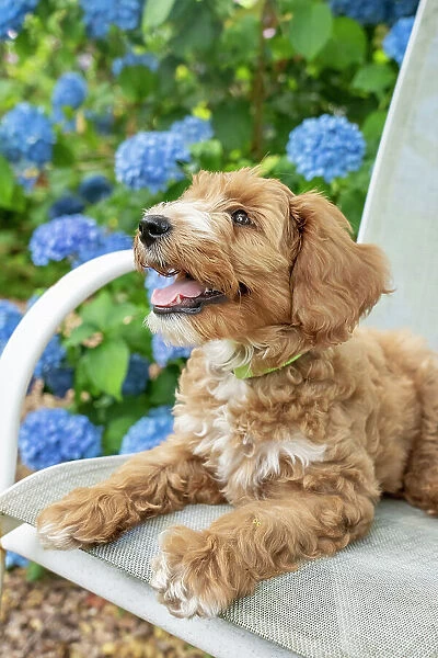 Issaquah, Washington State, USA. 3-month old Aussiedoodle puppy reclining on a patio chair next to hydrangeas. (PR)