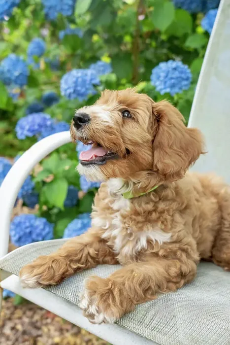 Framed Print : Issaquah, Washington State, USA. 3-month old Aussiedoodle puppy reclining on a patio chair next to hydrangeas. (PR) Framed Print : Issaquah, Washington State, USA. 3-month old Aussiedoodle puppy reclining on a patio chair next to hydrangeas. (PR)