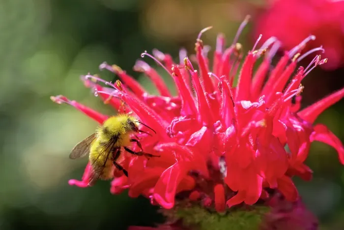 Framed Print : Issaquah, Washington State, USA. Bee Balm flower blossom being pollinated by a bumblebee