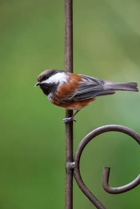 Framed Print : Issaquah, Washington State, USA. Chestnut-backed chickadee perched on a decorative metal trellis Framed Print : Issaquah, Washington State, USA. Chestnut-backed chickadee perched on a decorative metal trellis