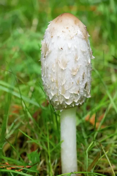 Framed Print : Issaquah, Washington State, USA. Close-up of a shaggy mane edible mushroom growing on a lawn. Also known as shaggy ink cap or lawyer's wig