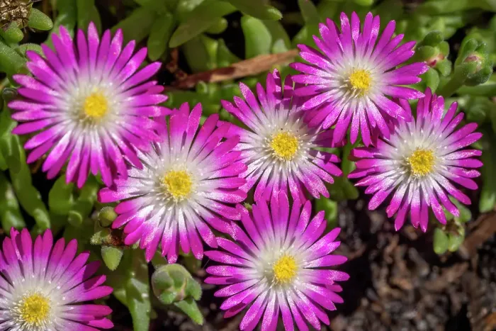 Framed Print : Issaquah, Washington State, USA. Cluster of Jewel of Desert Amethyst ice plant flowers Framed Print : Issaquah, Washington State, USA. Cluster of Jewel of Desert Amethyst ice plant flowers