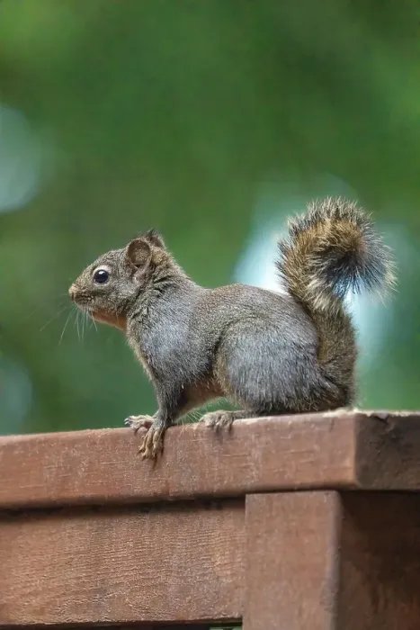 Framed Print : Issaquah, Washington State, USA. Douglas squirrel perched on a cedar wood railing on a deck