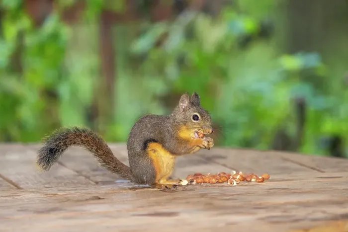 Framed Print : Issaquah, Washington State, USA. Douglas squirrel eating peanuts off of a wooden patio table Framed Print : Issaquah, Washington State, USA. Douglas squirrel eating peanuts off of a wooden patio table