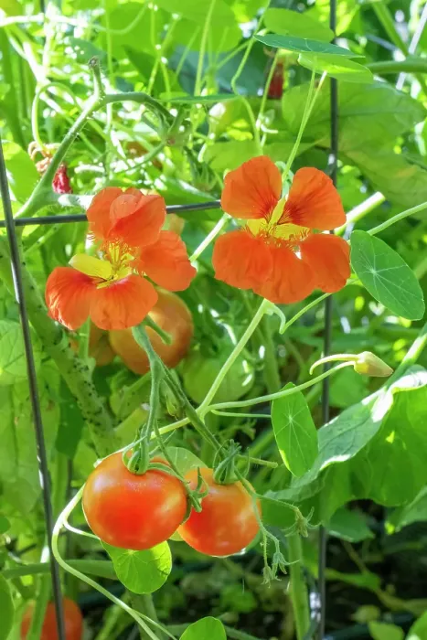 Framed Print : Issaquah, Washington State, USA. Nasturtium flowers growing as companion plants for sungold tomatoes