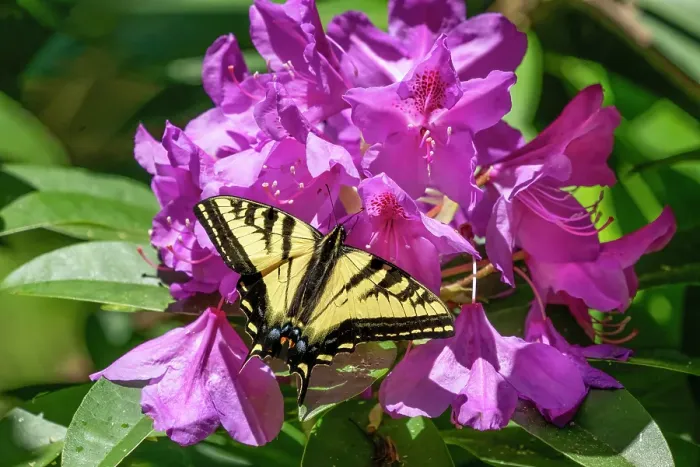 Framed Print : Issaquah, Washington State, USA. Western tiger swallowtail butterfly on a Pacific Rhododendron in bloom Framed Print : Issaquah, Washington State, USA. Western tiger swallowtail butterfly on a Pacific Rhododendron in bloom