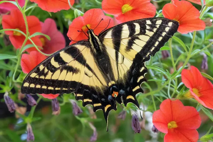 Framed Print : Issaquah, Washington State, USA. Western tiger swallowtail butterfly pollinating Million Bells or Trailing Petunia or Calibrachoa Framed Print : Issaquah, Washington State, USA. Western tiger swallowtail butterfly pollinating Million Bells or Trailing Petunia or Calibrachoa