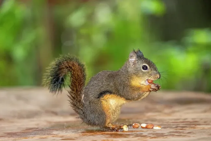 Framed Print : Issaquah, Washington State, USA. Wet Douglas squirrel stuffing multiple peanuts in its mouth Framed Print : Issaquah, Washington State, USA. Wet Douglas squirrel stuffing multiple peanuts in its mouth