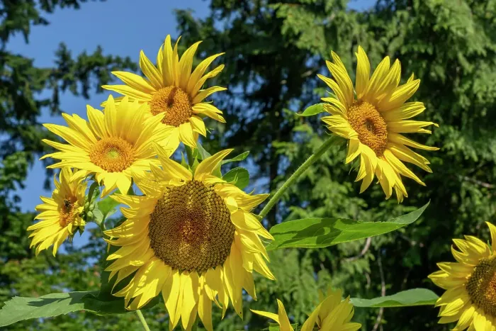 Framed Print : Issaquah, Washington State, USA. Dwarf sunflowers