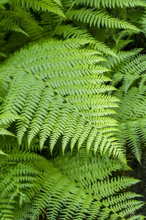 Framed Print : Issaquah, Washington State, USA. Lady Fern frond Framed Print : Issaquah, Washington State, USA. Lady Fern frond