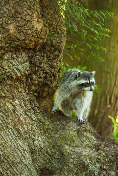 Framed Print : Issaquah, Washington State, USA. Wild raccoon in a tree Framed Print : Issaquah, Washington State, USA. Wild raccoon in a tree