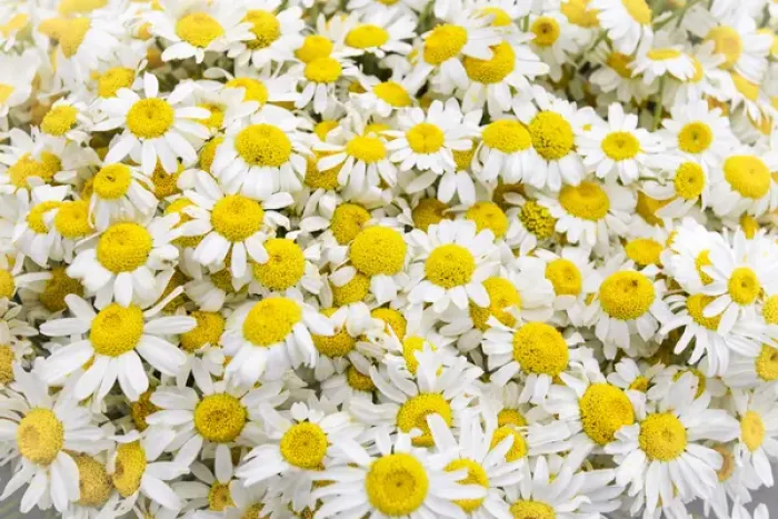 Framed Print : Istanbul, Turkey. Close up of Chamomile flowers