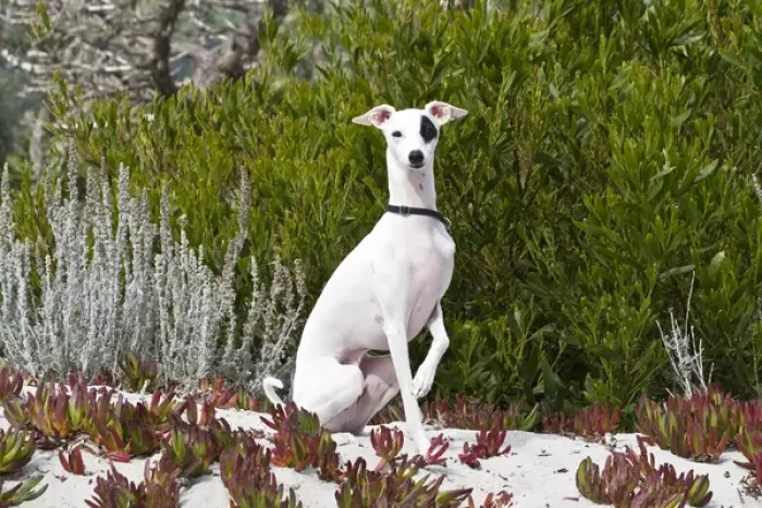 Framed Print : An Italian Greyhound sitting in the sand and ice plant