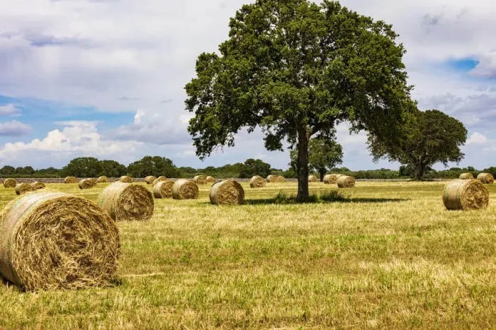 Framed Print : Italy, Apulia, Metropolitan City of Bari, Gioia del Colle. Bales of hay in a field Framed Print : Italy, Apulia, Metropolitan City of Bari, Gioia del Colle. Bales of hay in a field