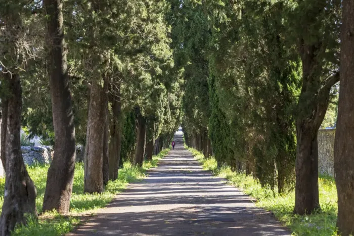 Framed Print : Italy, Apulia, Metropolitan City of Bari, Locorotondo. Tree-lined walkway