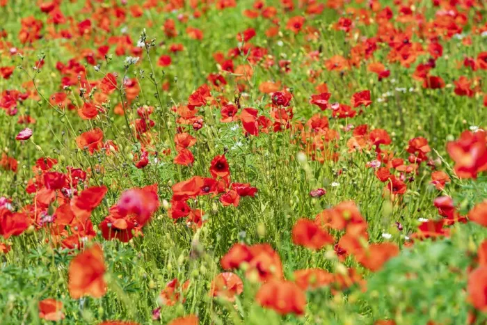 Framed Print : Italy, Apulia, Metropolitan City of Bari, Locorotondo. Field of poppies Framed Print : Italy, Apulia, Metropolitan City of Bari, Locorotondo. Field of poppies
