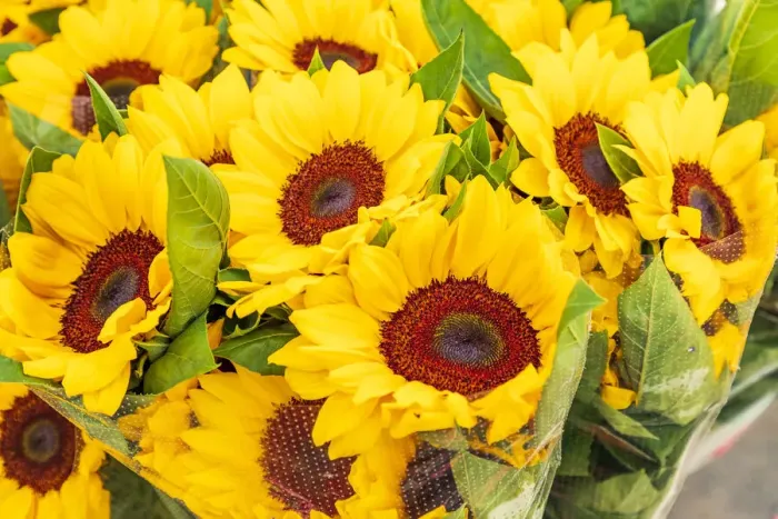 Framed Print : Italy, Apulia, Metropolitan City of Bari, Locorotondo. Sunflowers for sale in an outdoor Framed Print : Italy, Apulia, Metropolitan City of Bari, Locorotondo. Sunflowers for sale in an outdoor