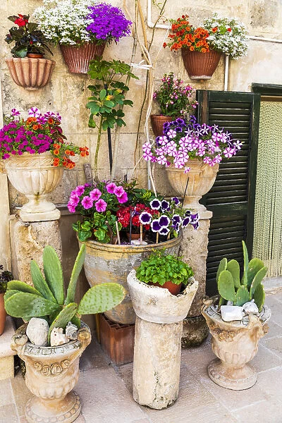 Italy, Apulia, Metropolitan City of Bari, Monopoli. Flowers in planters outside a stone