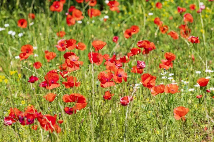 Framed Print : Italy, Apulia, Province of Bari. Countryside with poppies Framed Print : Italy, Apulia, Province of Bari. Countryside with poppies