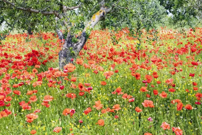 Framed Print : Italy, Apulia, Province of Bari. Countryside with poppies and olive trees Framed Print : Italy, Apulia, Province of Bari. Countryside with poppies and olive trees