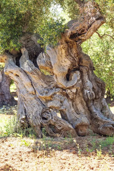 Framed Print : Italy, Apulia, Province of Brindisi, Ostuni. Huge ancient olive tree Framed Print : Italy, Apulia, Province of Brindisi, Ostuni. Huge ancient olive tree