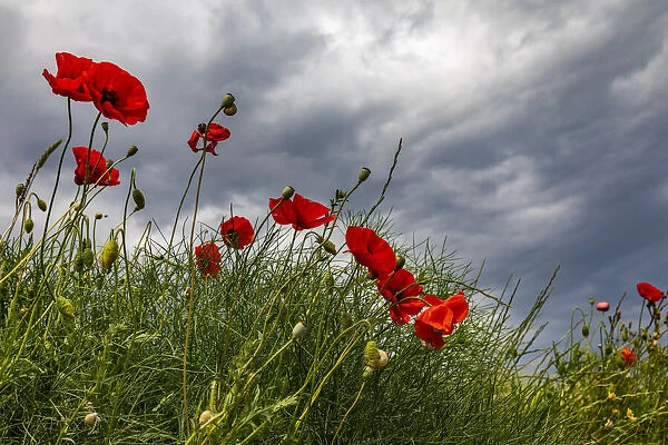 Italy, Apulia, Province of Taranto, Laterza. Poppies against a stormy sky