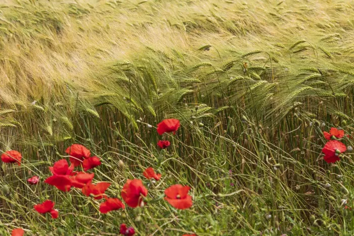 Framed Print : Italy, Apulia, Province of Taranto, Laterza. Field of barley with poppies Framed Print : Italy, Apulia, Province of Taranto, Laterza. Field of barley with poppies