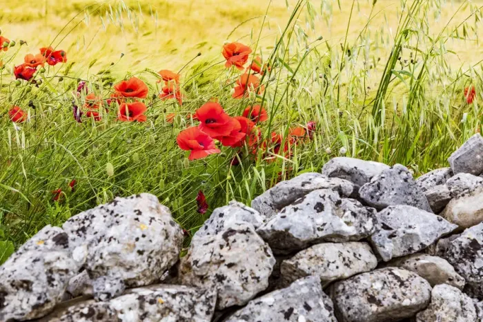 Framed Print : Italy, Apulia, Province of Taranto, Laterza. Field of barley with poppies Framed Print : Italy, Apulia, Province of Taranto, Laterza. Field of barley with poppies