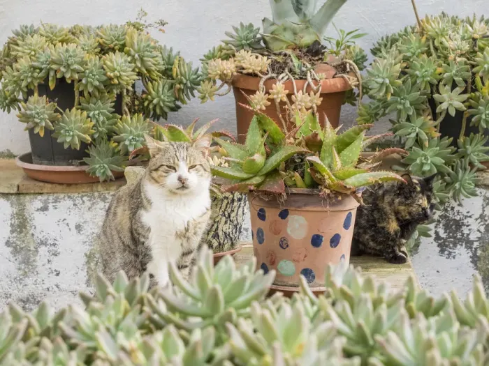 Framed Print : Italy, Basilicata, Matera. Plants adorn the outside walls of the Sassi houses Framed Print : Italy, Basilicata, Matera. Plants adorn the outside walls of the Sassi houses