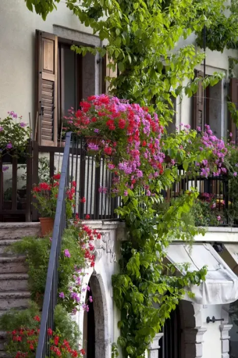 Framed Print : ITALY, Brescia Province, Limone sul Garda. Porto Vecchio, flowers Framed Print : ITALY, Brescia Province, Limone sul Garda. Porto Vecchio, flowers
