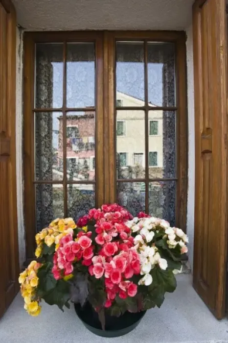 Framed Print : Italy, Burano. Begonias in window Framed Print : Italy, Burano. Begonias in window