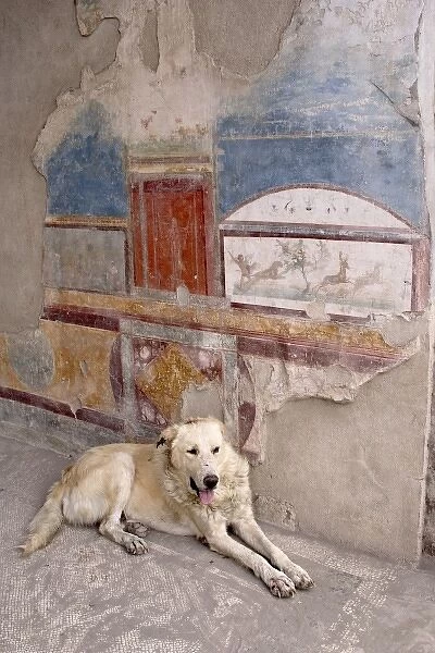 Italy, Campania, Pompeii. A stray dog and fresco