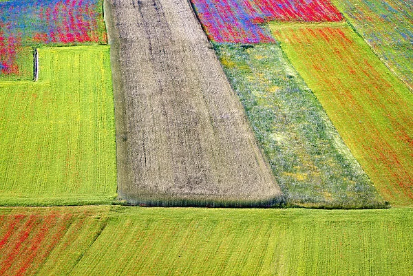 Italy, Castelluccio. Aerial of field with flower patterns