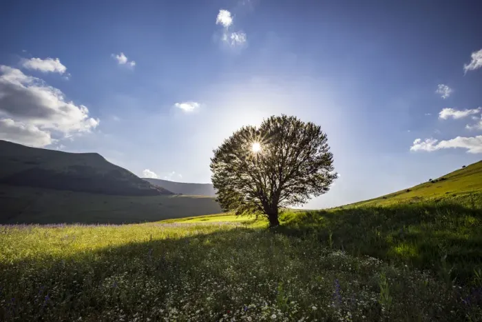 Framed Print : Italy, Castelluccio, Piano Grande. Backlit tree at sunset Framed Print : Italy, Castelluccio, Piano Grande. Backlit tree at sunset