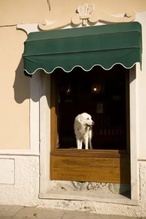 Framed Print : Italy, Cinque Terre, Monterosso. A white dog in a hotel window Framed Print : Italy, Cinque Terre, Monterosso. A white dog in a hotel window