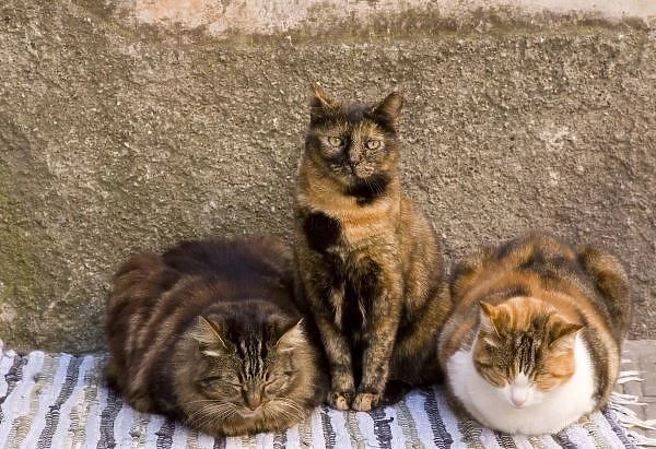 Italy, Cinque Terre, Vernazza. Three cats beside building wall
