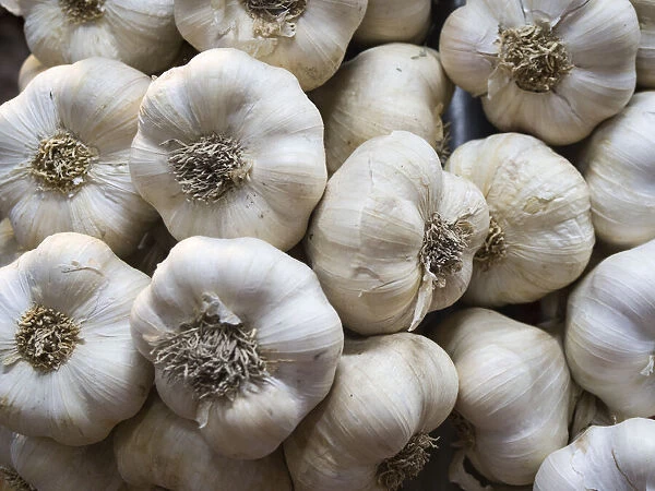 Italy, Florence. Garlic bulbs in the Central Market, Mercato Centrale in Florence