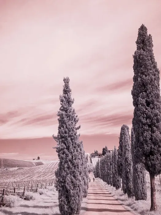 Framed Print : Italy. Infrared of cypress entrance