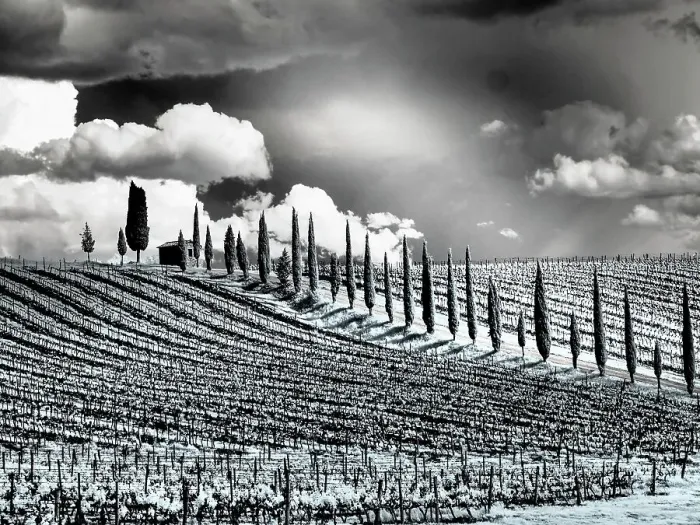 Framed Print : Italy. Infrared of field road and vineyards in Chianti region
