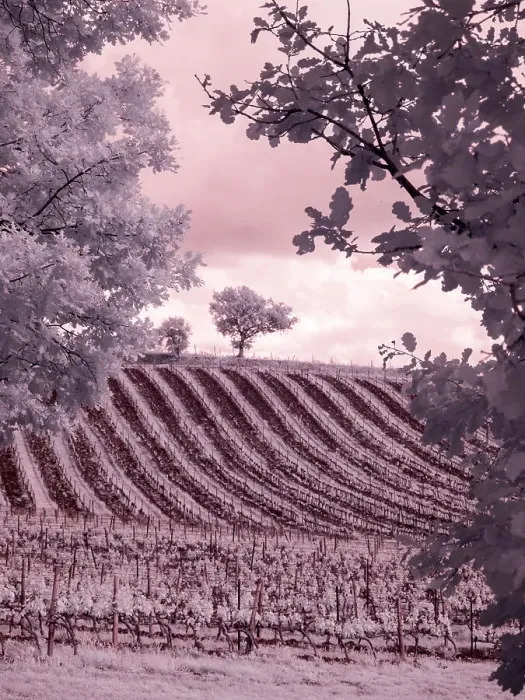 Framed Print : Italy. Infrared of vineyards in Chianti region Framed Print : Italy. Infrared of vineyards in Chianti region