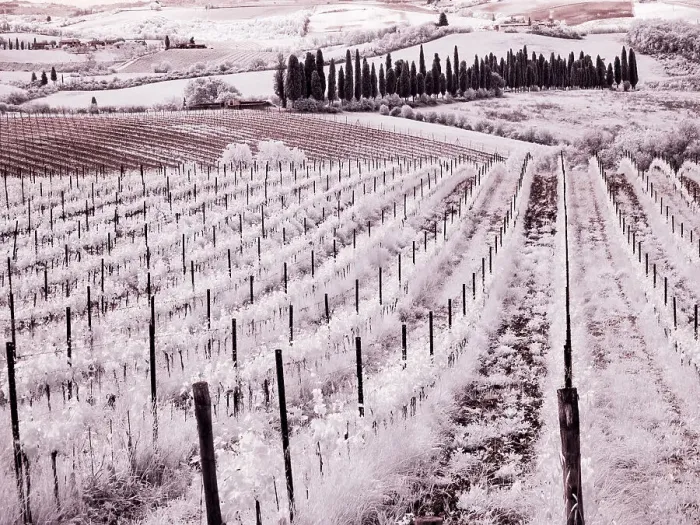 Framed Print : Italy. Infrared of vineyards of Chianti Region