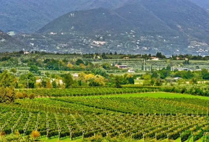Framed Print : Italy, Lake Garda. The shores of Lake Garda are home to a thriving wine region Framed Print : Italy, Lake Garda. The shores of Lake Garda are home to a thriving wine region