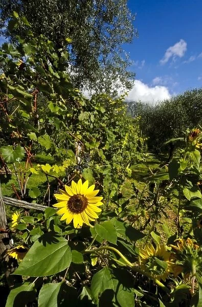 Italy, Lake Garda. Sunflowers and vineyards thrive near the shores of Lake Garda