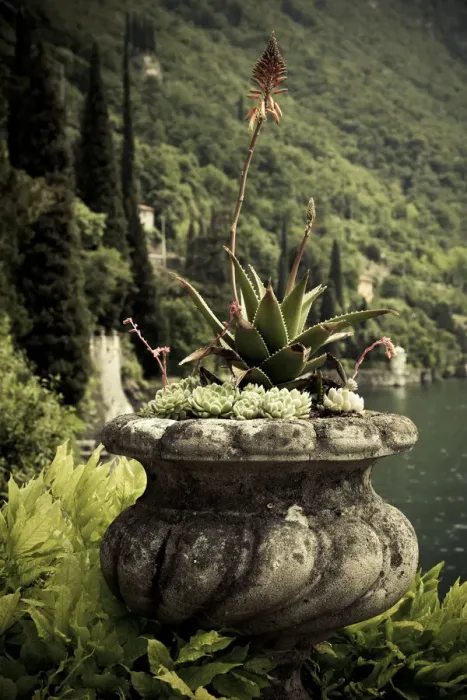 Framed Print : ITALY, Lecco Province, Varenna. Villa Monastero, gardens and lakefront Framed Print : ITALY, Lecco Province, Varenna. Villa Monastero, gardens and lakefront