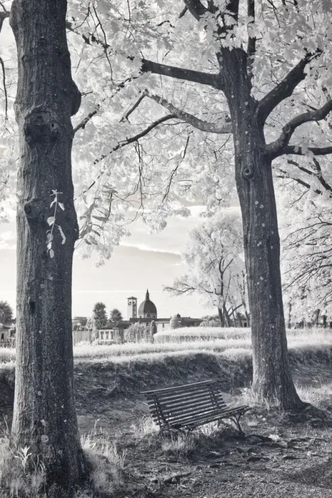 Framed Print : Italy, Lucca. Infrared image of bench along the walk around Lucca on the wall Framed Print : Italy, Lucca. Infrared image of bench along the walk around Lucca on the wall