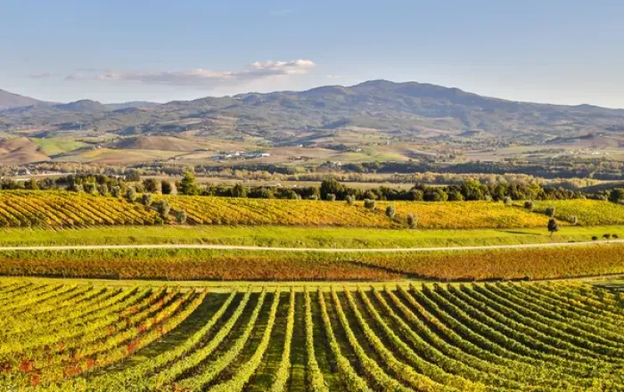 Framed Print : Italy, Montalcino, Rows of Vines, Castello Banfi