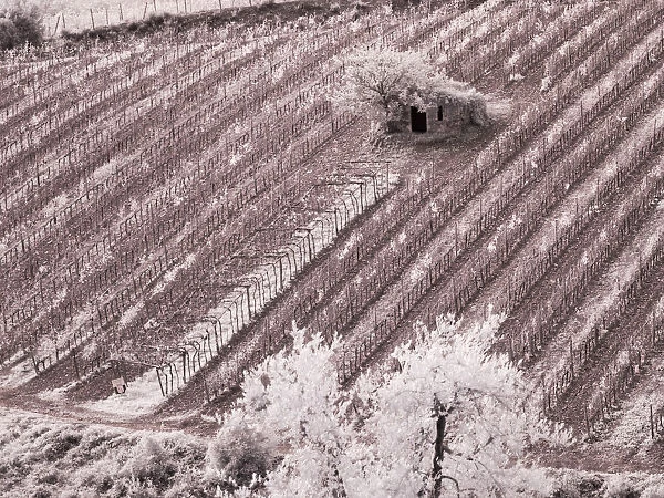 Italy, Monticiano. Infrared image of field building in the vineyard