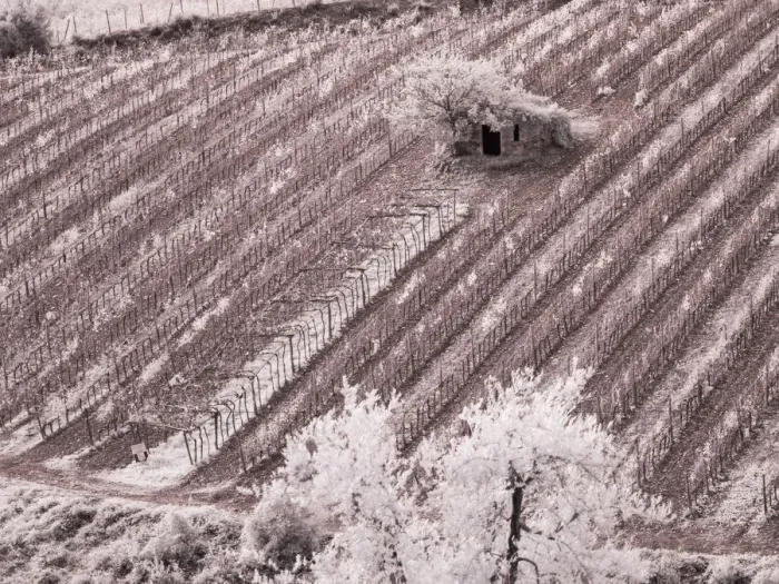 Framed Print : Italy, Monticiano. Infrared image of field building in the vineyard Framed Print : Italy, Monticiano. Infrared image of field building in the vineyard