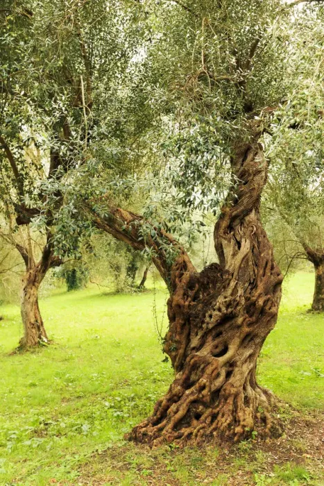 Framed Print : Italy, old Mediterranean olive trees. The botanical name Olea europaea, meaning European Framed Print : Italy, old Mediterranean olive trees. The botanical name Olea europaea, meaning European